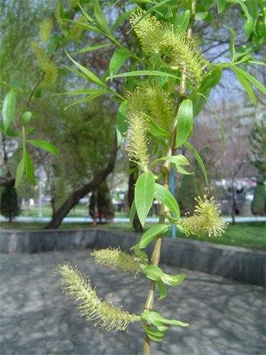 getattaiouyyiyich