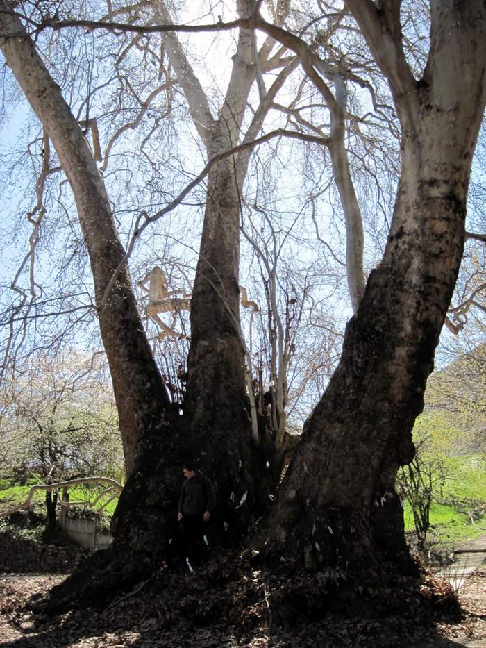 Деревья в ташкенте. Чинара Ходжикент. Чинара дерево в Ташкенте. Ходжикент сад Чинар. Чинар дерево в Ходжикент.