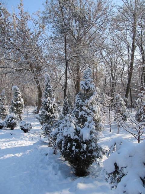 Награды вали котика фото