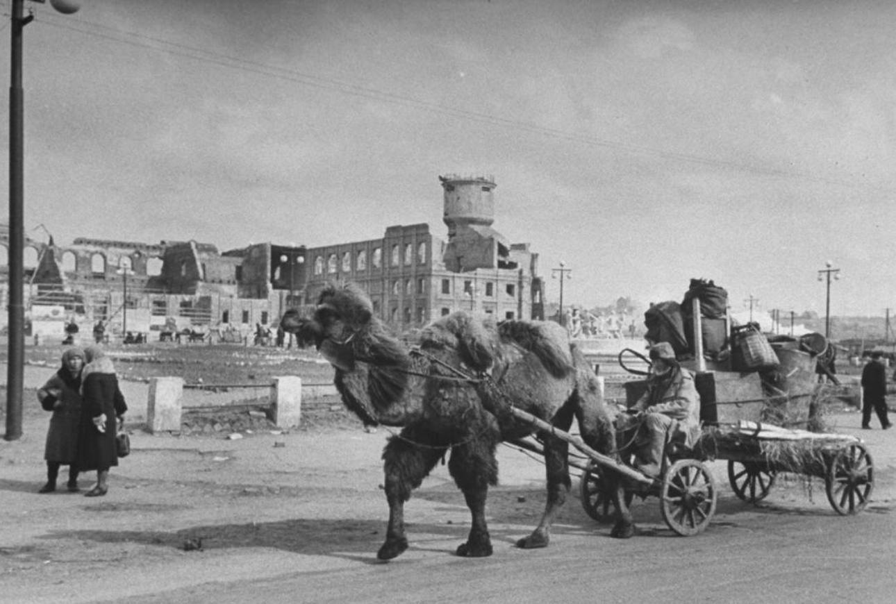 Боевые верблюды на Второй Мировой Войне — Письма о Ташкенте